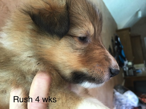 Rush 4wks